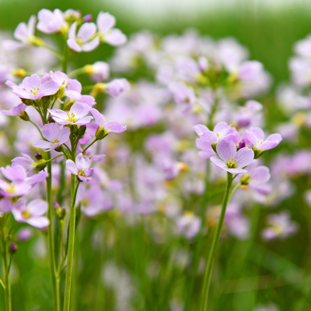 Spring Reformulations at Oyabloom: Elevating Natural Luxury Skincare with Wildcrafted and Organic Ingredients