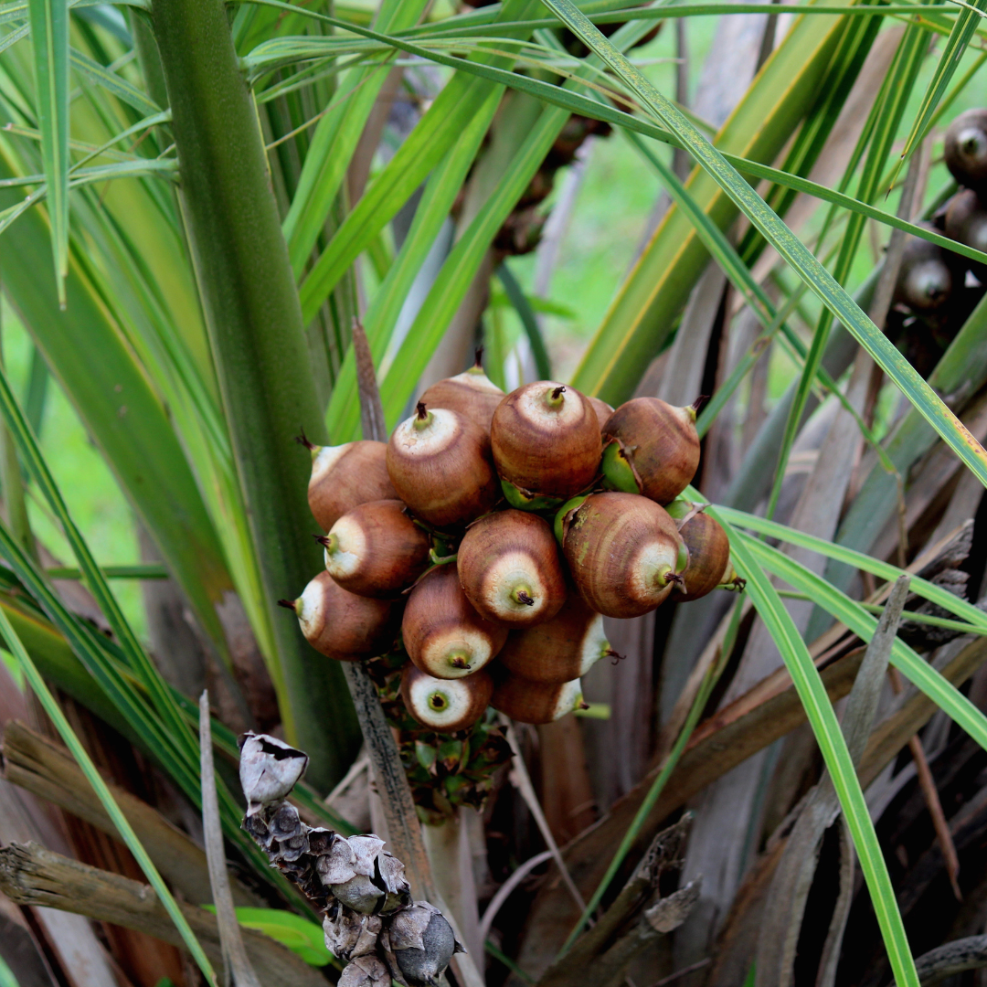 Babassu fruit plant