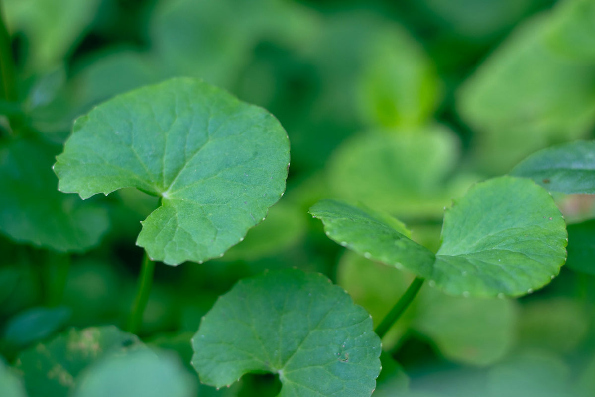 Fresh gotu kola (Centella asiatica) leaves, the lead botanical in the Gotu Kola & Ginseng Creamy Foaming Cleanser
