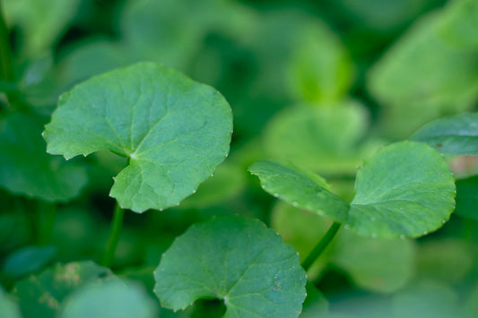 Fresh gotu kola (Centella asiatica) leaves, the lead botanical in the Gotu Kola & Ginseng Creamy Foaming Cleanser